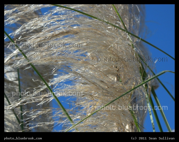 White Fluff - South Carolina