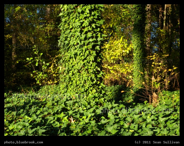 Ivy Go Up - Fayetteville, NC