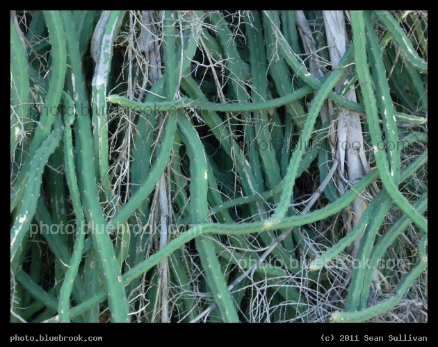 Twining Cactus - Canova Beach, Melbourne FL