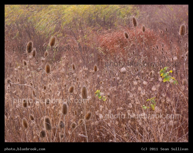 November Meadow - Huber Heights, OH