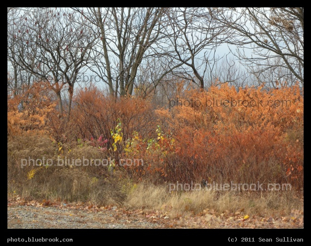 Pennsylvania Brush - Moosic, PA