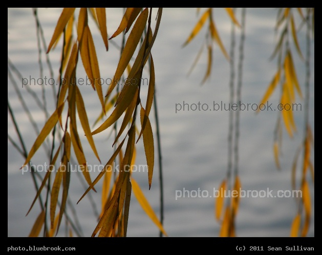 Strands of Yellow Leaves - North Point Park, Cambridge MA