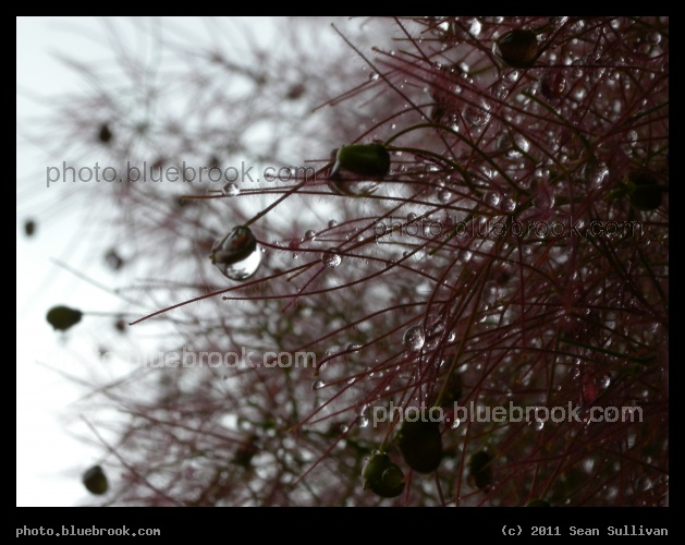 Waterdrops on a Fuzzy Plant - Cambridge MA