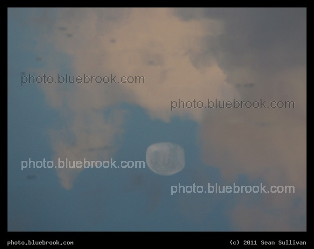 Moon in the Water - Reflection of the full moon in a pond before sunrise, Titusville FL