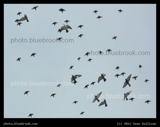 Wings - Massachusetts