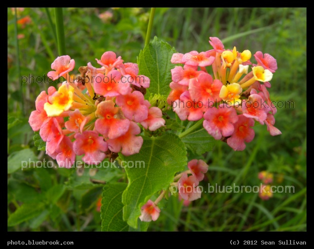 Sherbert Flowerlets - Flowers near the Kennedy Space Center launch pad 39-A perimeter road, Cape Canaveral FL