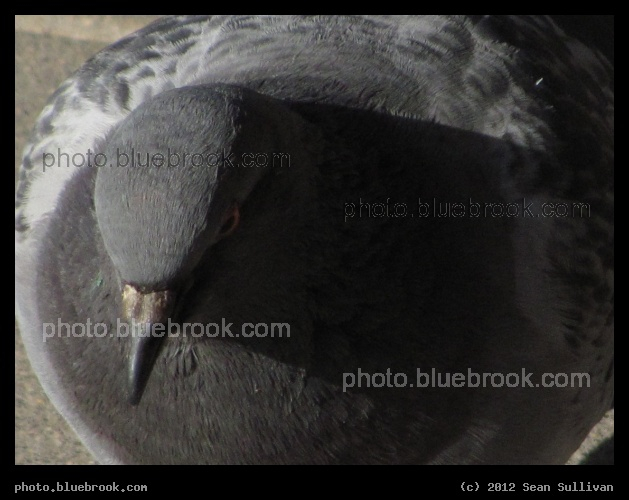 Stern Pigeon - A pigeon on the subway platform at MBTA Sullivan Square station, Charlestown MA