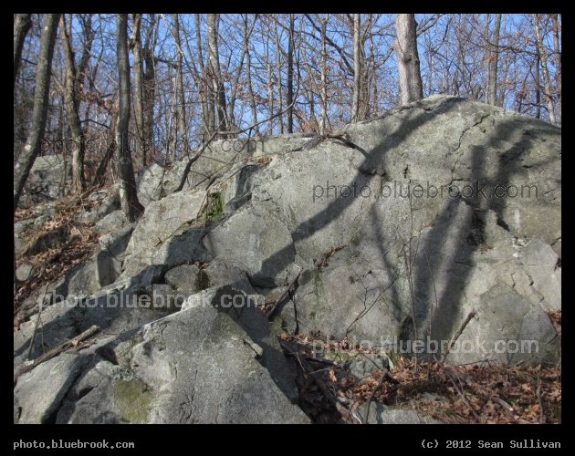 Bent Shadows - Middlesex Fells Reservation, Melrose MA
