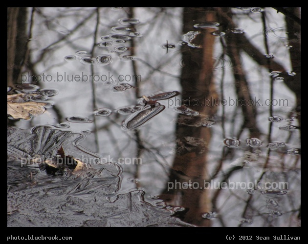 Reflection of a Frozen Tree - Middlesex Fells Reservation, Melrose MA