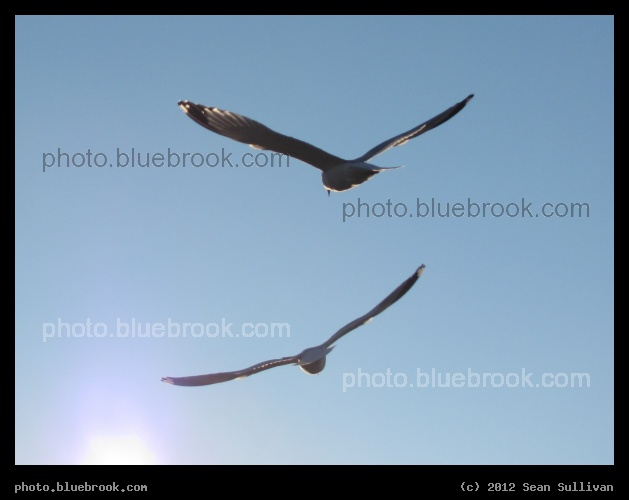 Sailing Seagulls - Somerville MA