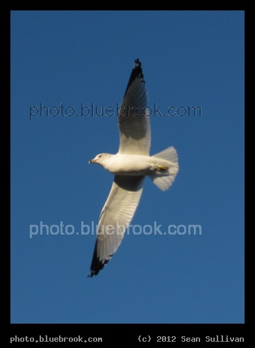 Wingspan - Somerville MA