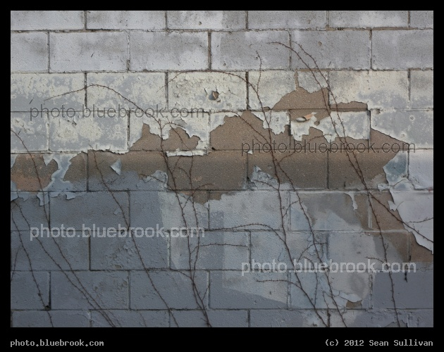 Paint and Vines - Uphams Corner, Boston MA