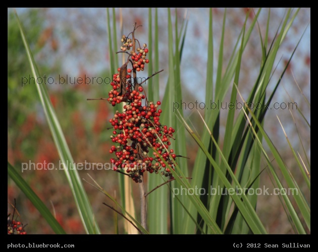 Berries and Palmettos - Melbourne, FL