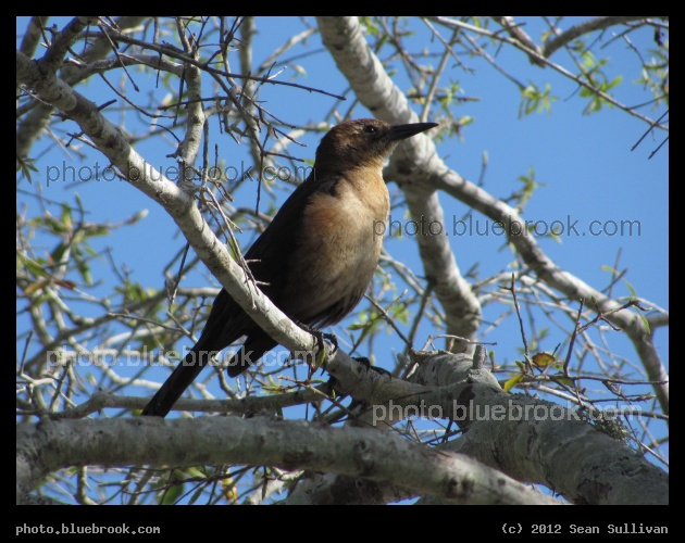 Brown Bird in the Branches - Melbourne, FL