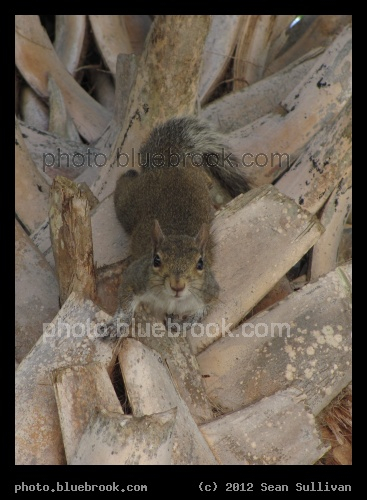 Descending a Palm Tree - Erna Nixon Park, Melbourne FL
