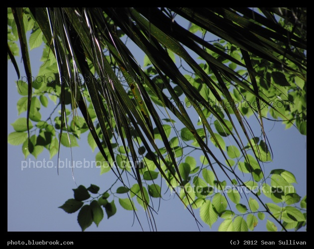 Fronds Below, Leaves Above - Erna Nixon Park, Melbourne FL