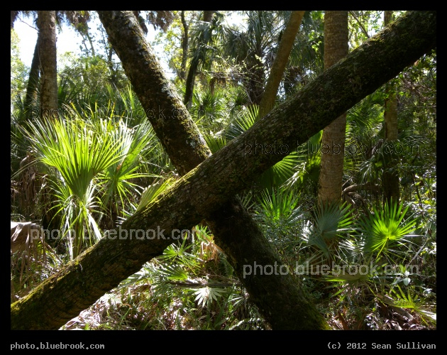X of Trees - Erna Nixon Park, Melbourne FL