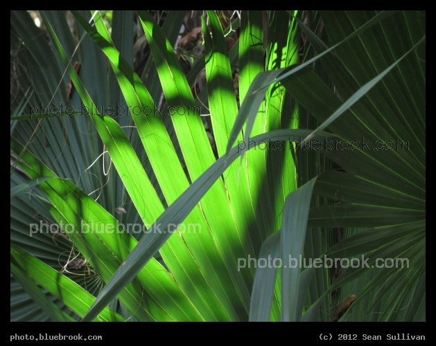 Emerald Fronds - Erna Nixon Park, Melbourne FL