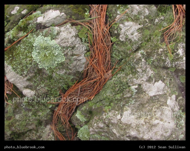 Stream of Needles - Grafton, MA