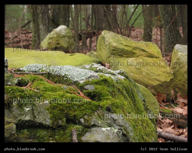 March Landscape - Grafton, MA