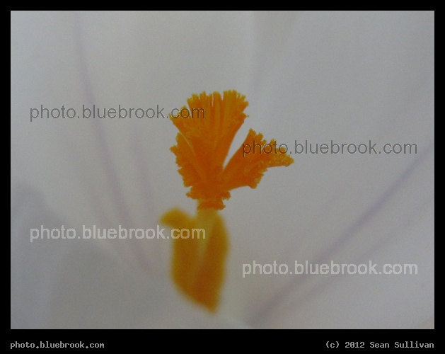 Center of the Crocus - Somerville MA