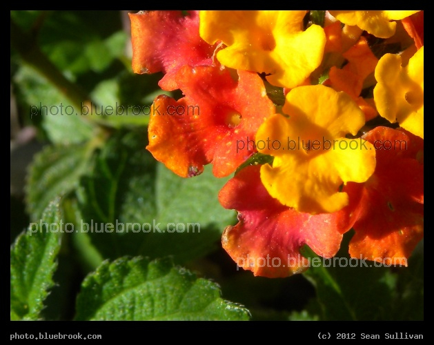 Tropical Sherbert - At the De Soto National Monument, Bradenton FL