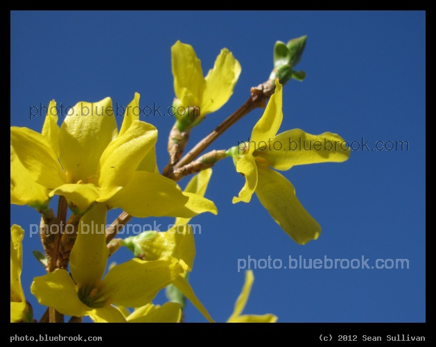 Forsythia Awakening - Somerville MA
