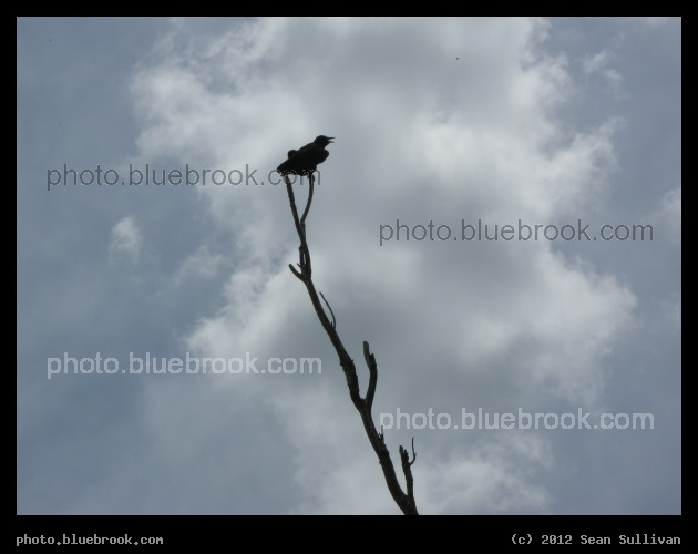 Calling Bird - Central Florida