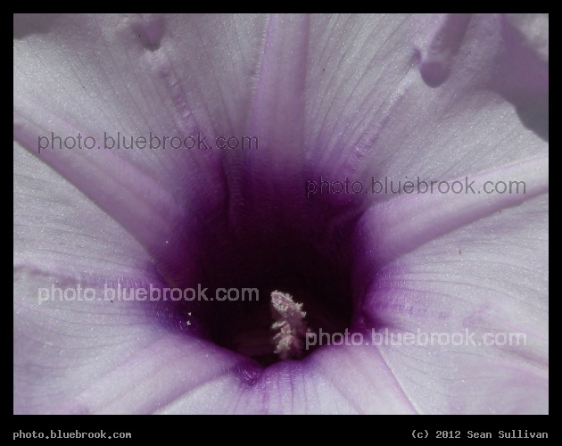 Shadings of Violet - Eau Gallie, FL