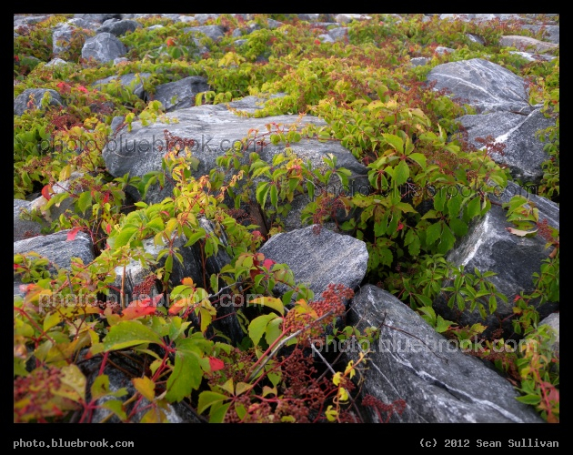 Causeway Boulders - Plants growing on a section of rock fill along the Eau Gallie Causeway, Eau Gallie FL