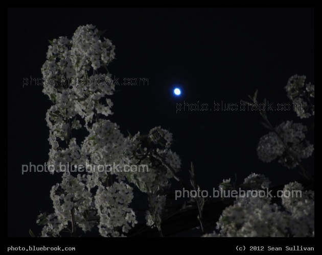 Spring Blossoms, Evening Star - Tree blossoms at night beside the planet Venus, Somerville MA