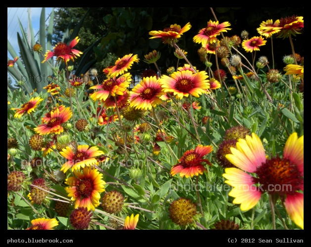 Floral Abundance - Indian Harbour Beach, FL