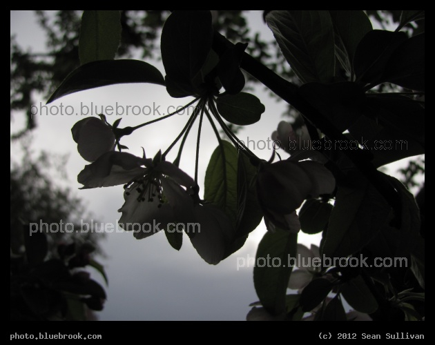 Blossom Silhouettes - Blossoms on a flowering tree, Public Garden, Boston MA