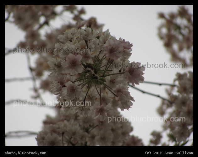 Below the Blossoms - A hanging string of blossoms on a flowering tree, Public Garden, Boston MA