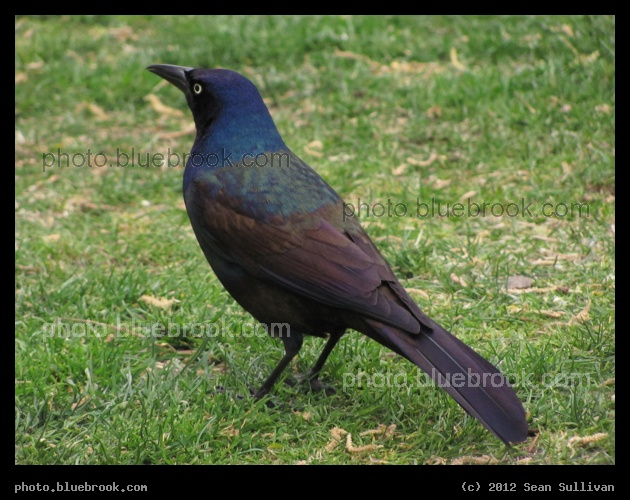 Irridescent Grackle - Public Garden, Boston MA