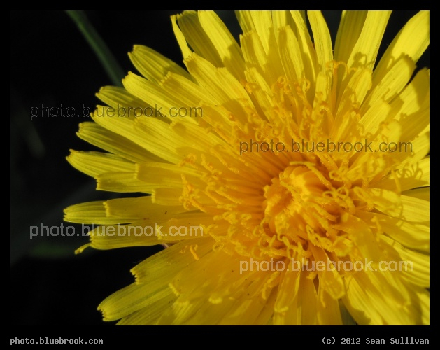 April Wildflower - Somerville, MA