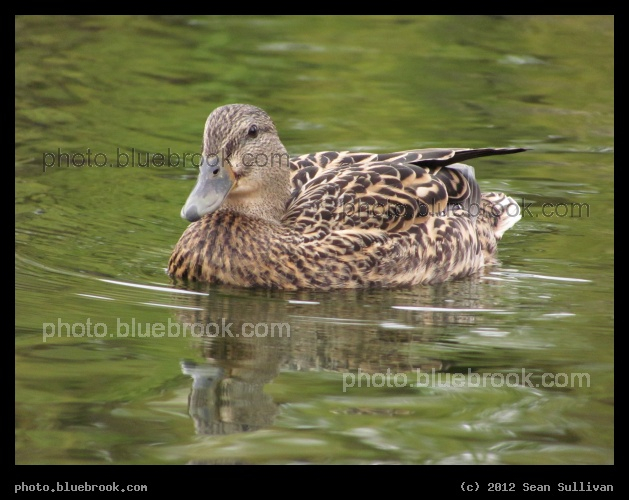 Happy Duck - Public Garden, Boston MA