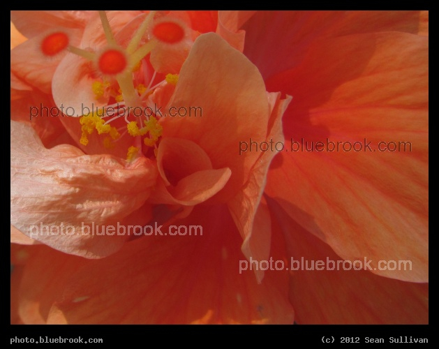 Orange Petals - Melbourne, FL