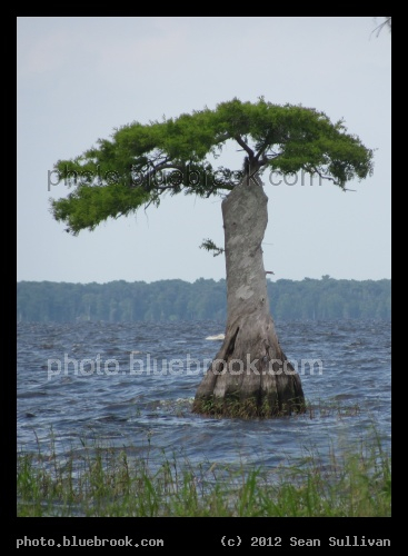 Aquatic Tree - Blue Cypress Lake, Vero Beach FL