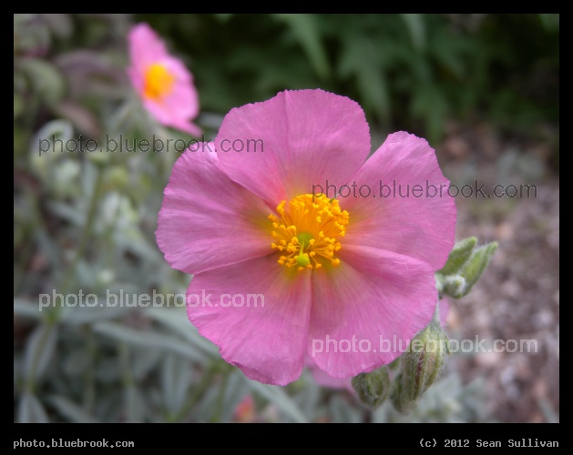 Hypnotic Pink Flower - Battery Park, Manhattan, New York City NY