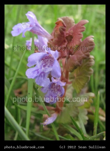 Tiny Purple Flowers - Everett, MA