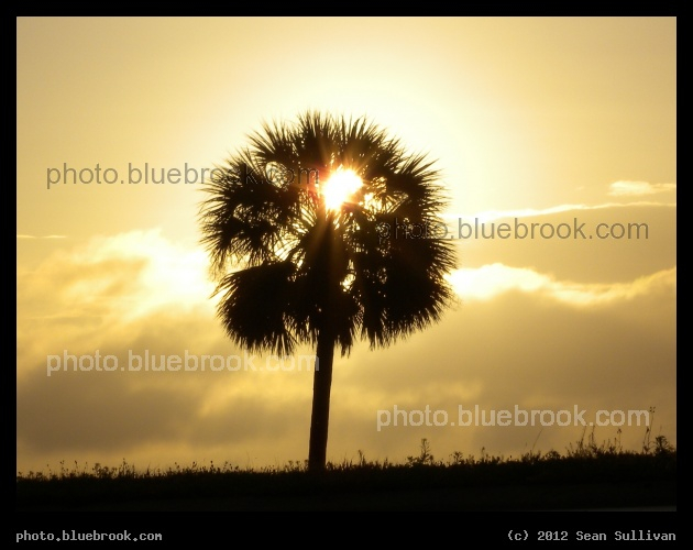 Sunlit Palm - Eau Gallie Causeway near sunset, Eau Gallie FL