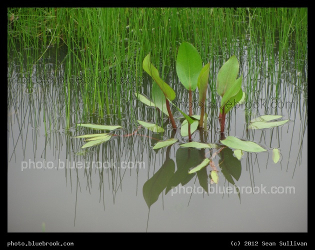 Aquatic Greenery - Pittsfield, MA
