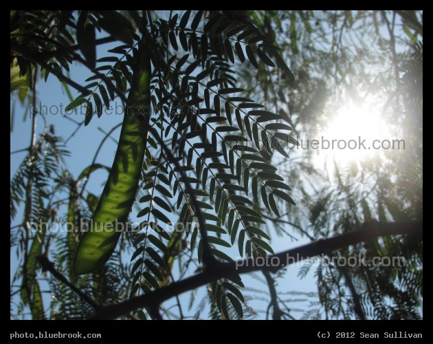 Translucent Seedpod - Eau Gallie, FL