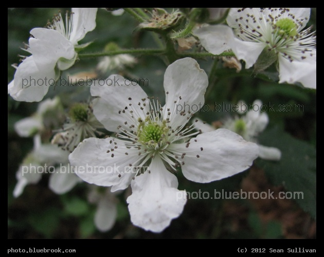 Cluster of Anthers - Chestnut Hill Reservoir, Brighton MA