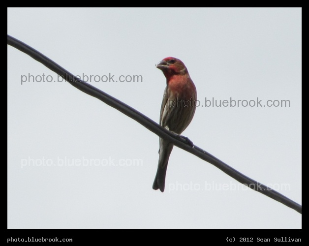 Red Crossbill - Somerville, MA