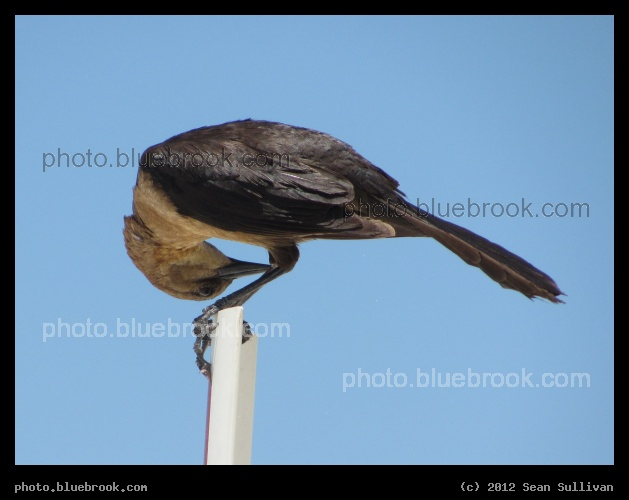 Upside Down - Merritt Island National Wildlife Refuge, FL