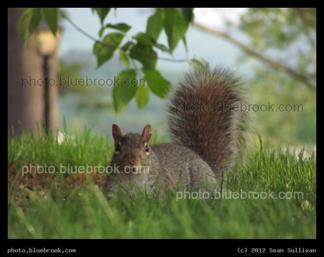 Collegiate Squirrel - On the west side of Johnson Chapel, Amherst College, Amherst MA