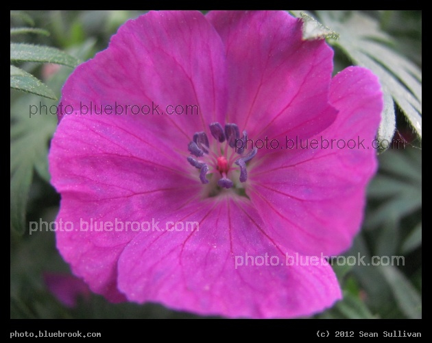Violet Anthers - Amherst MA