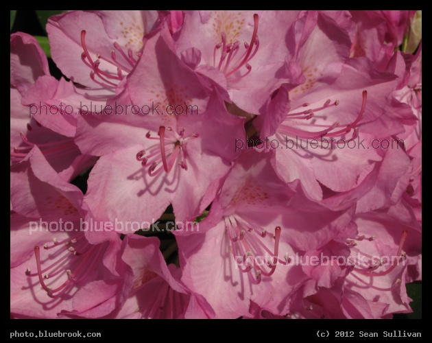 Pink Tesselation - Somerville, MA